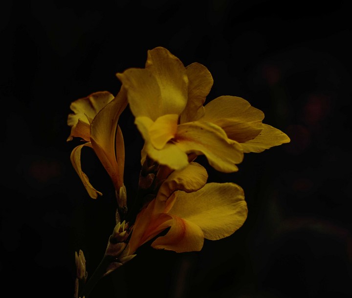 Longwood Gardens