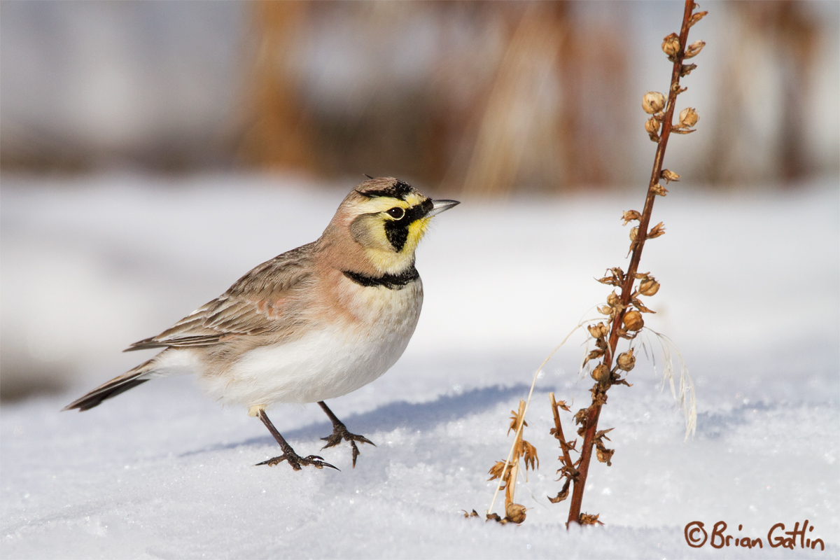 Horned Lark