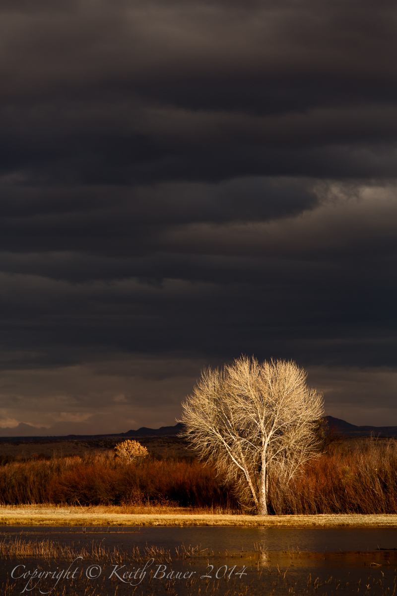 Bosque - with repost