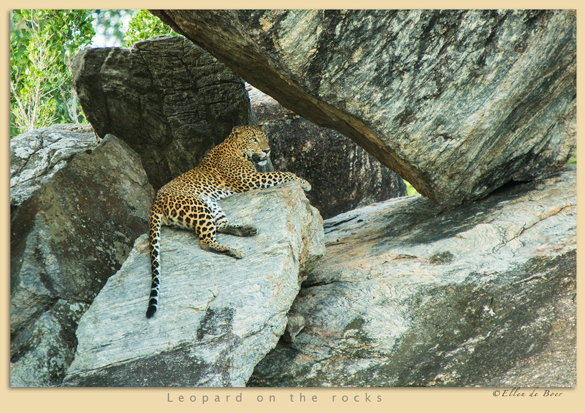 Leopard on the rocks