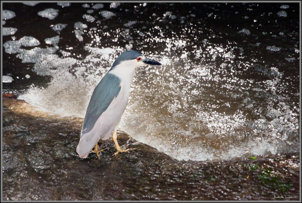 Night Heron Day Watch