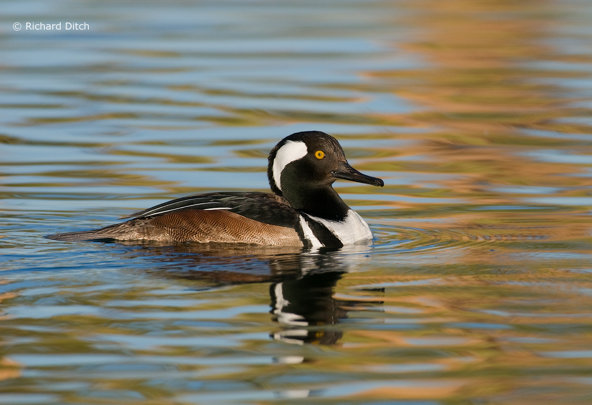 hooded Merganser
