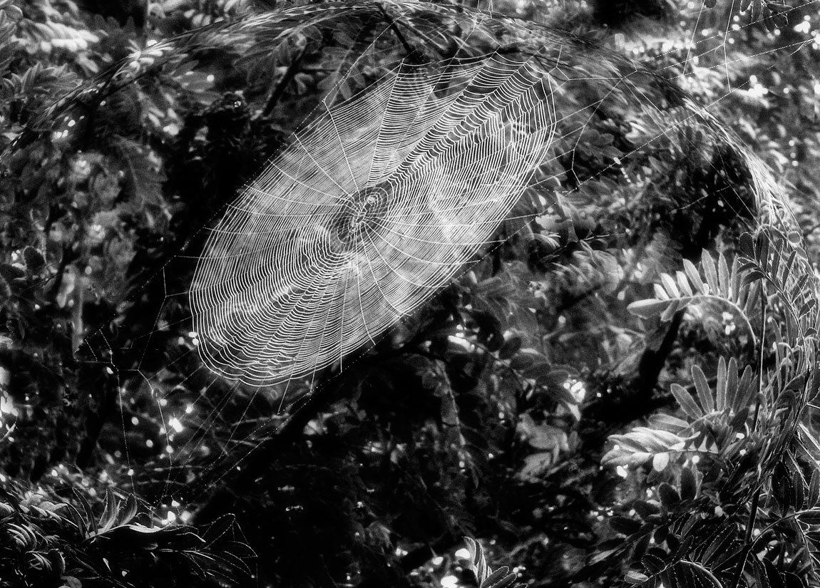 Spider web #14