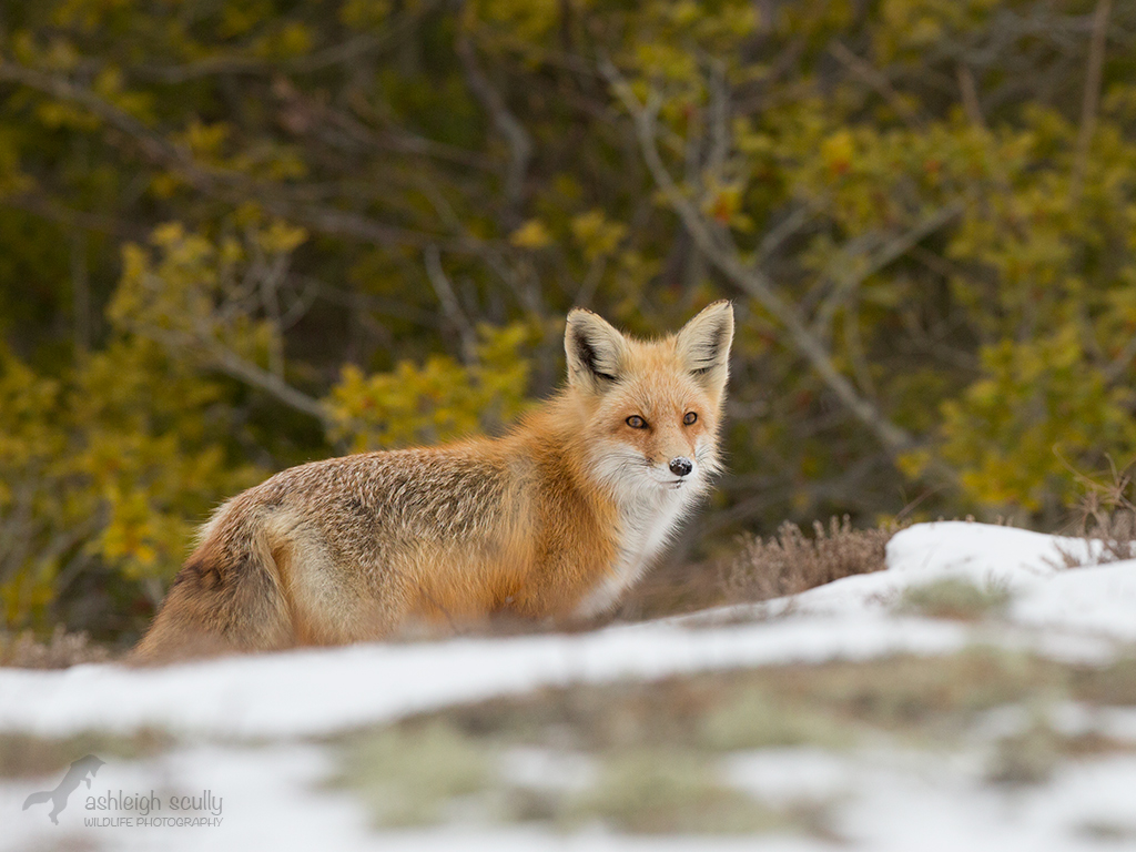 Red Fox