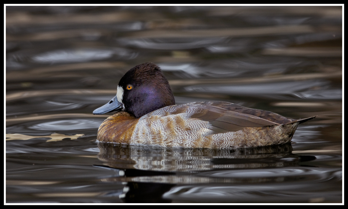 Lesser Scaup Hen