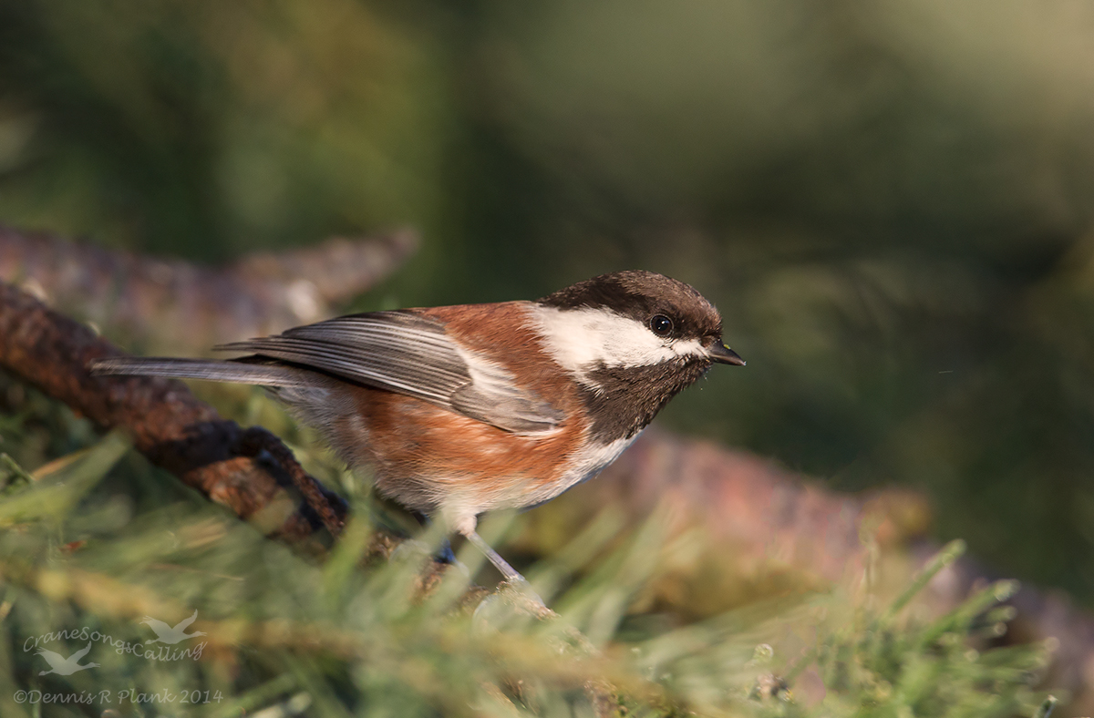 Chestnutbacked Chickadee