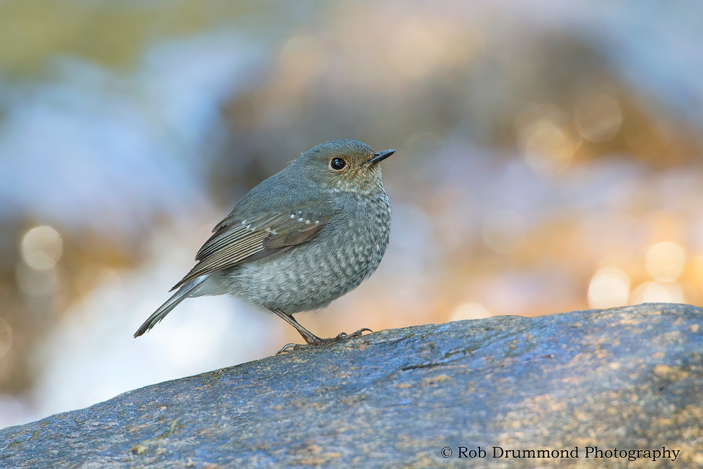 Plumbeous Water Redstart