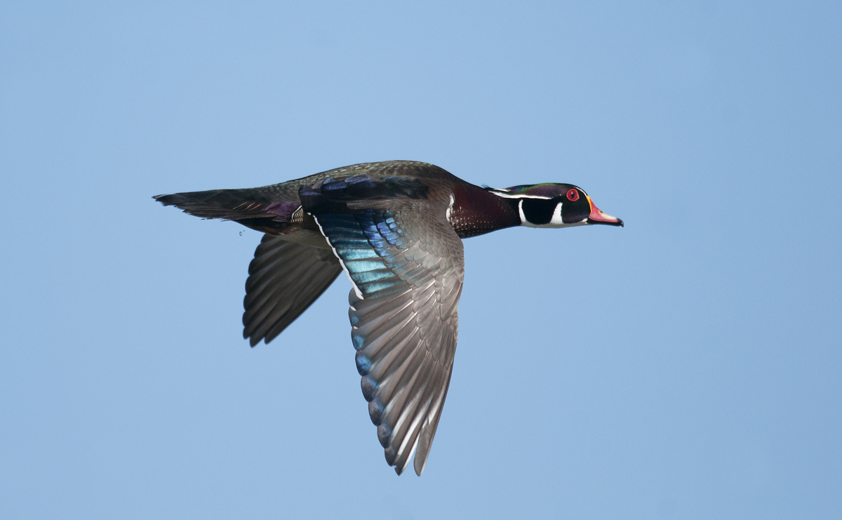 Wood duck in flight