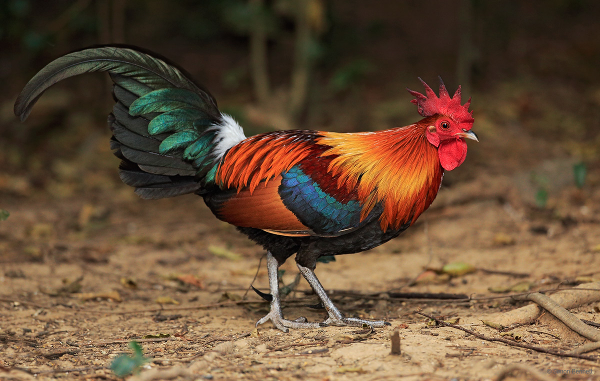 Red Junglefowl