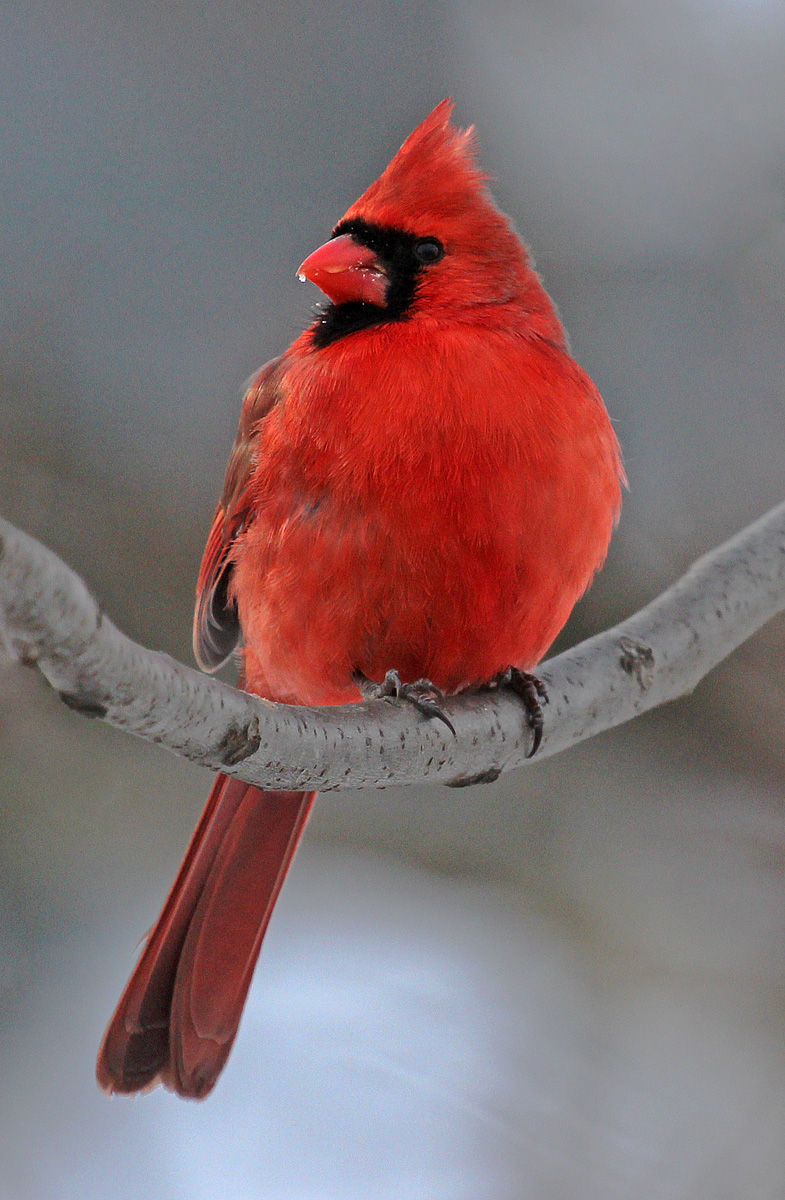 Male Cardinal & repost