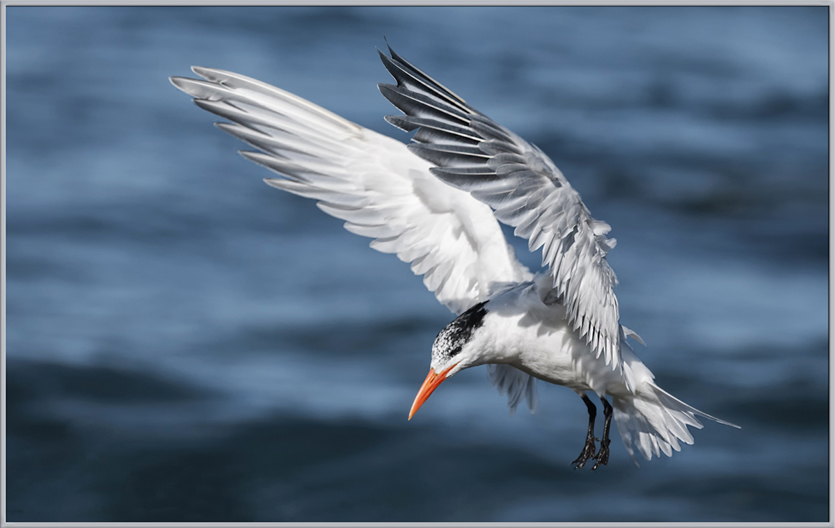 Royal Tern