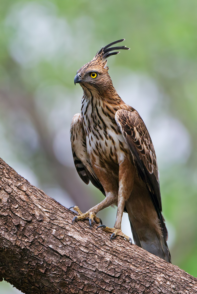 Changeable Hawk Eagle