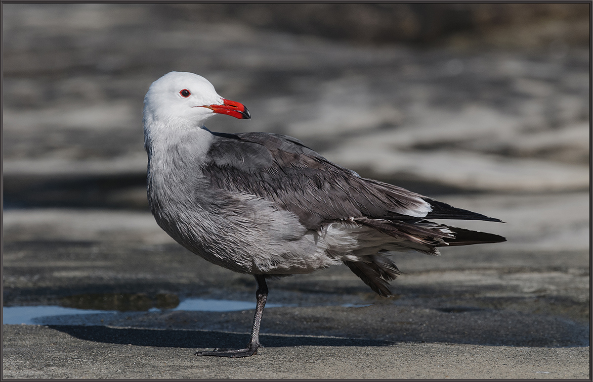 Heermann's Gull