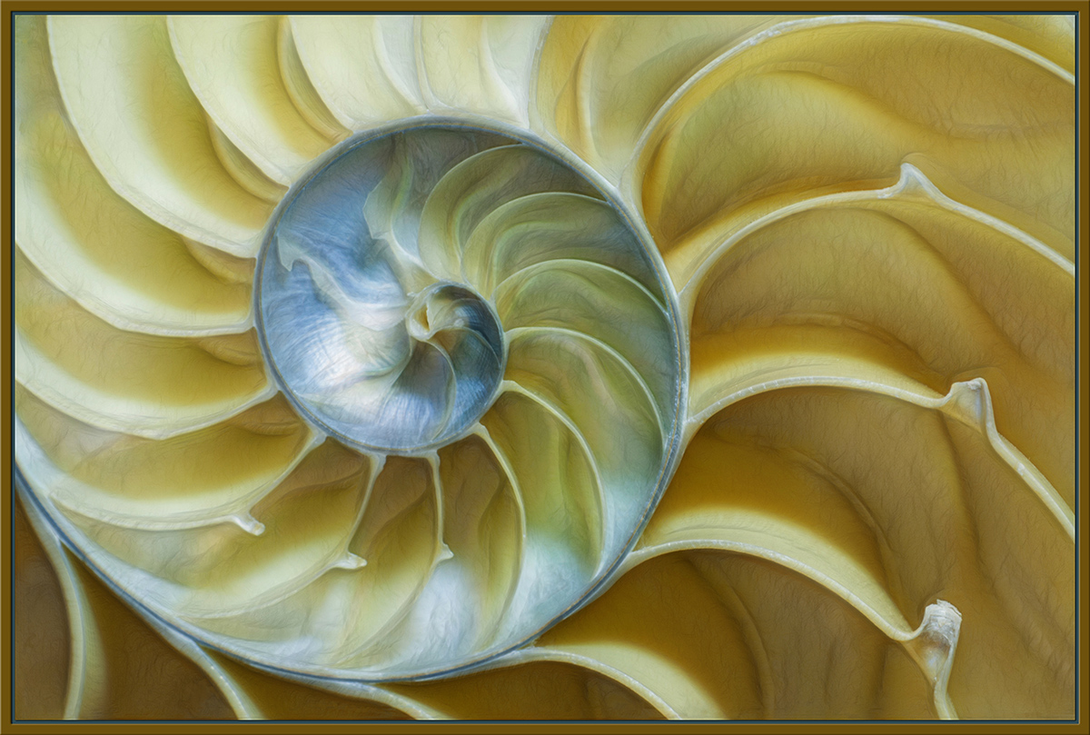 Sandy Nautilus