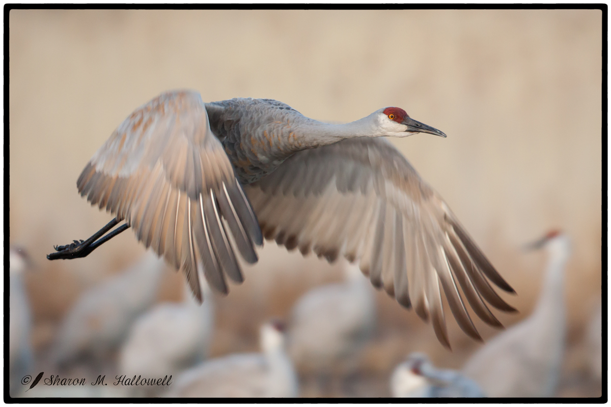 Shutter Blur Crane
