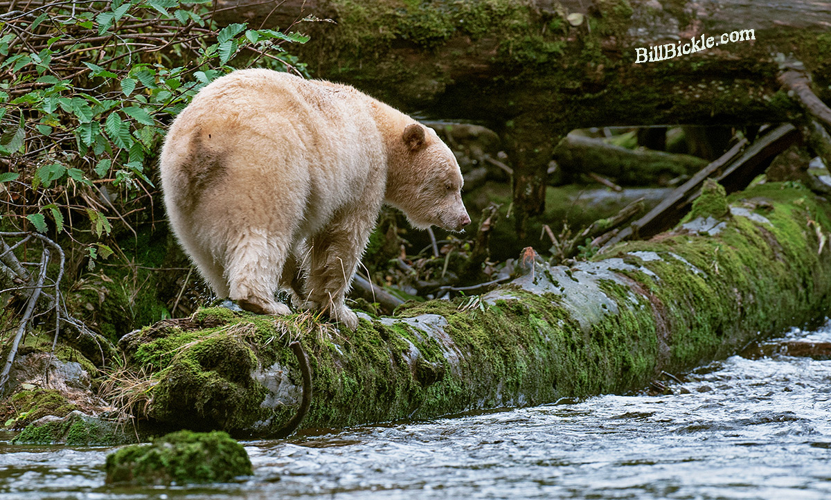 " Spirit Bear ...Log Walker "