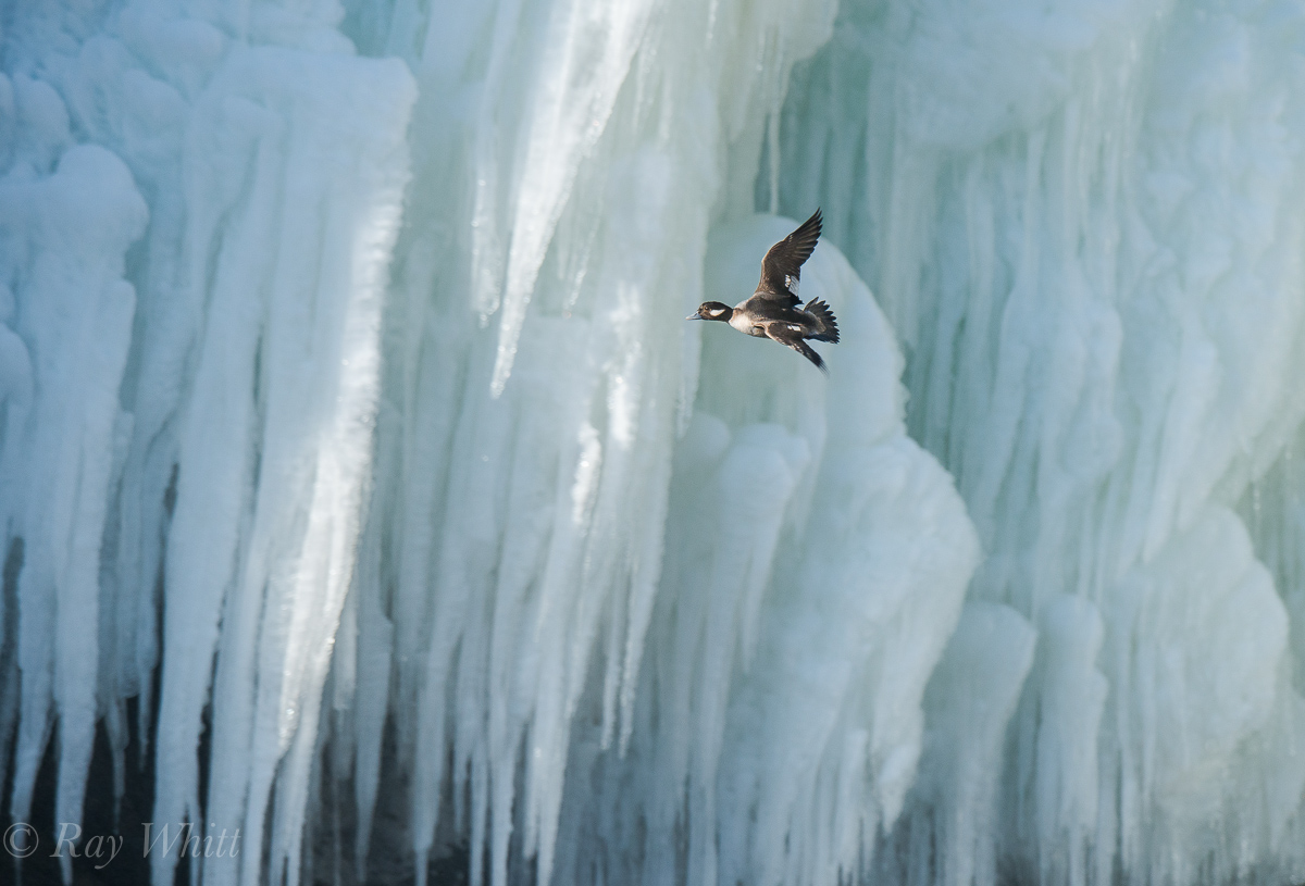 Bufflehead and Ice