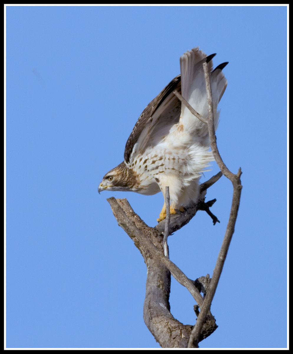 Red Tailed Hawk