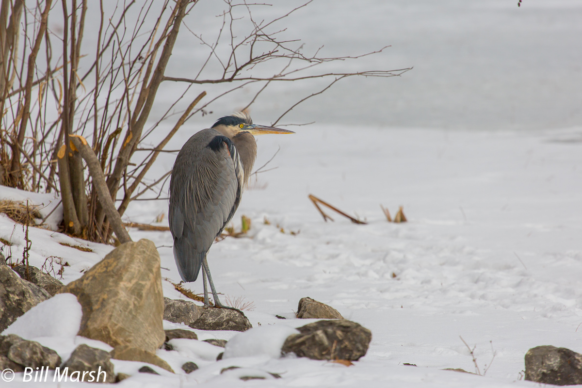 Great Blue Heron