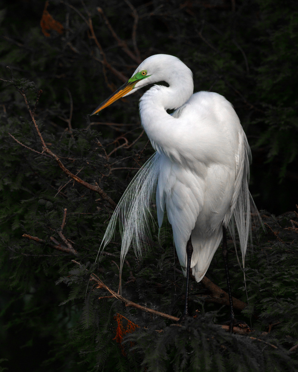 Preening Egret