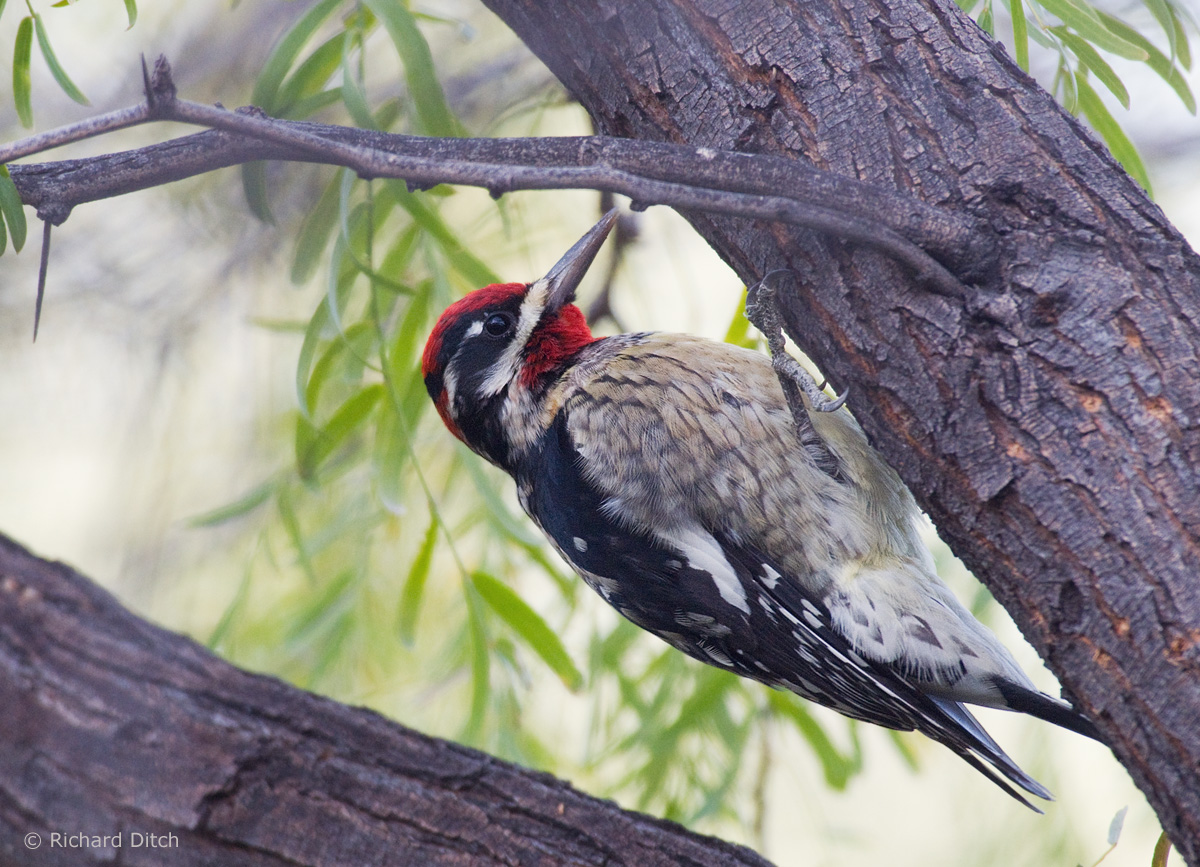 Red-naped Sapsucker