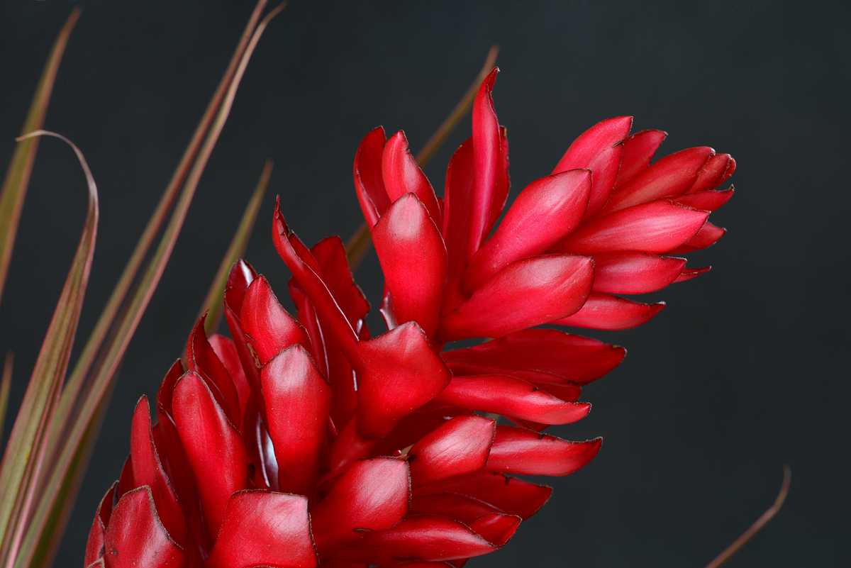 Red   captivates + Repost