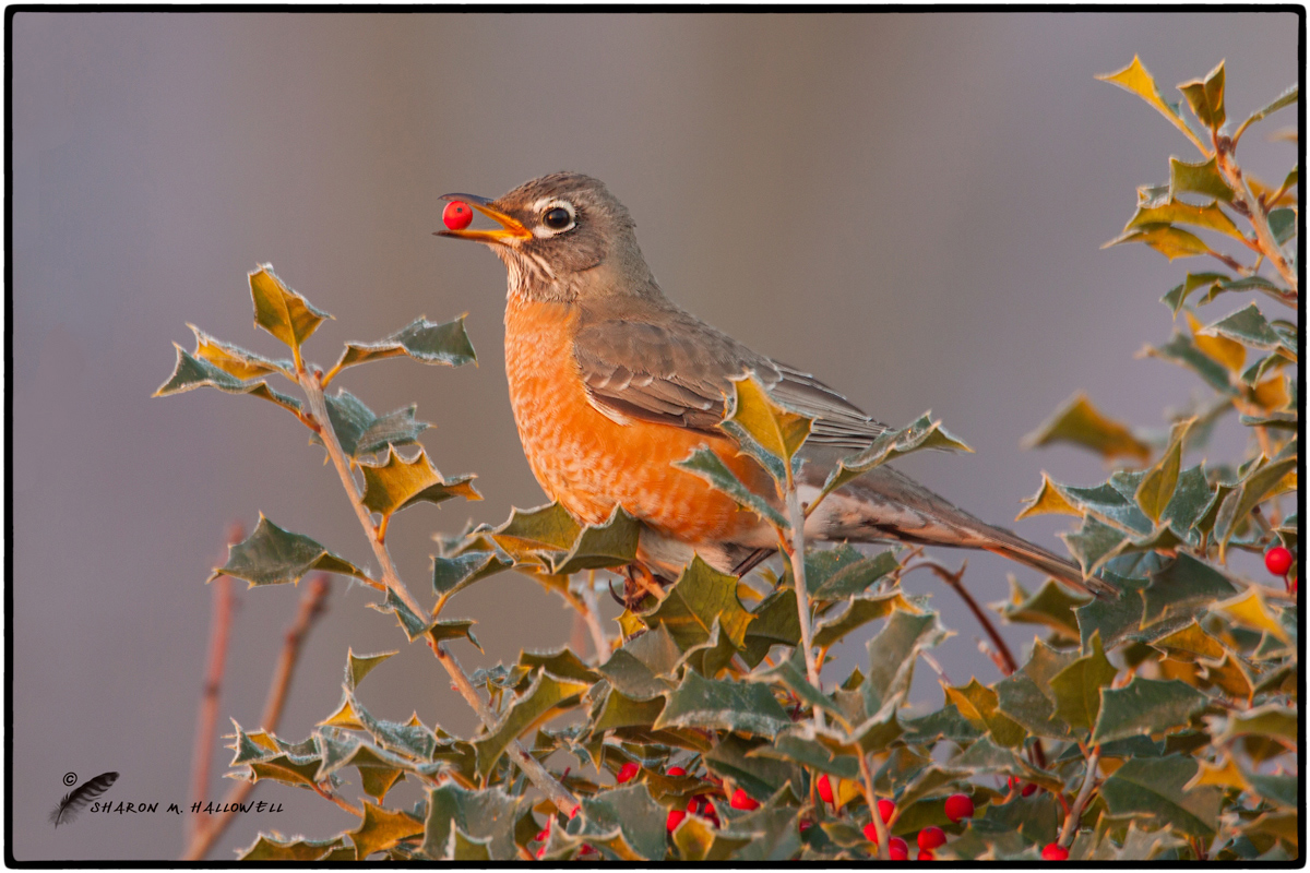 Morning Robin