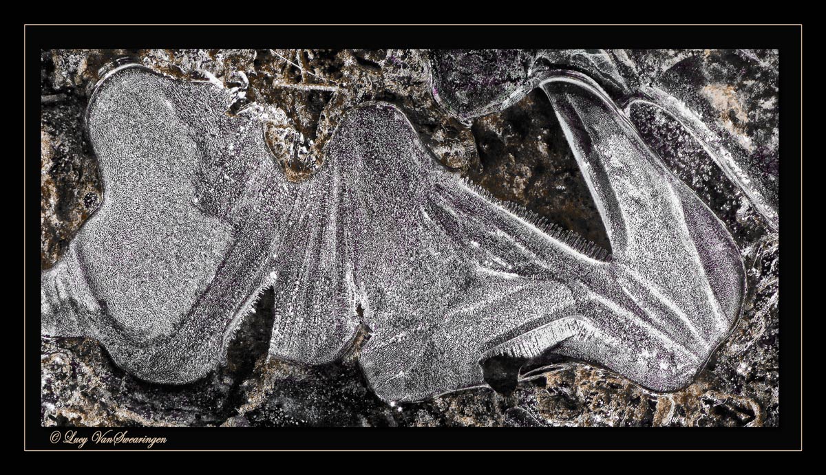 Intriguing  Ice Sculpture