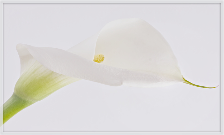 Simply a Calla