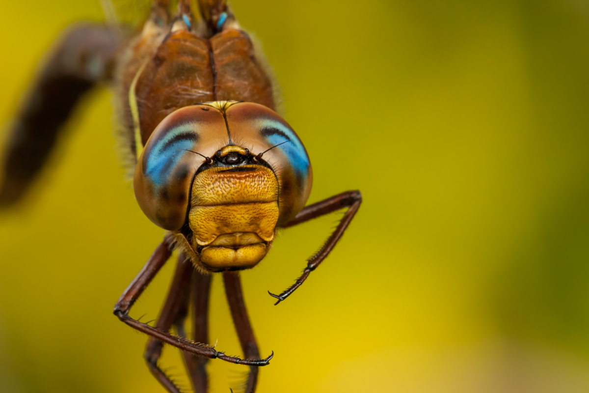 Aeshna grandis