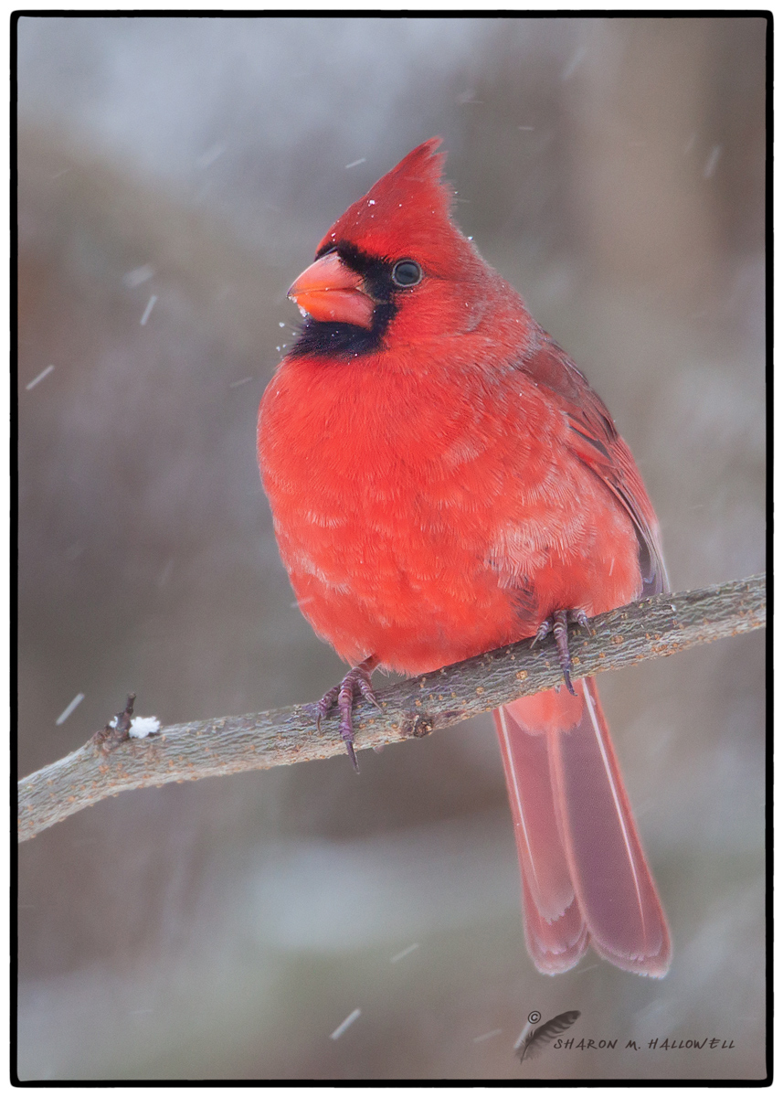 Cardinal