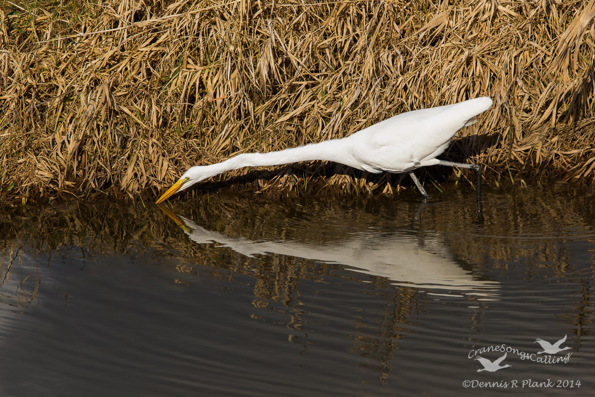 Great Egret