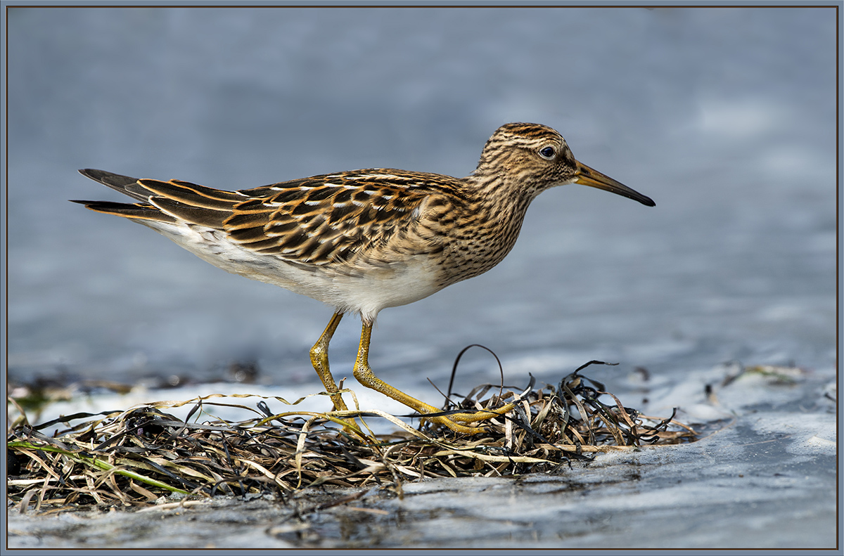 Pectoral Sandpiper 