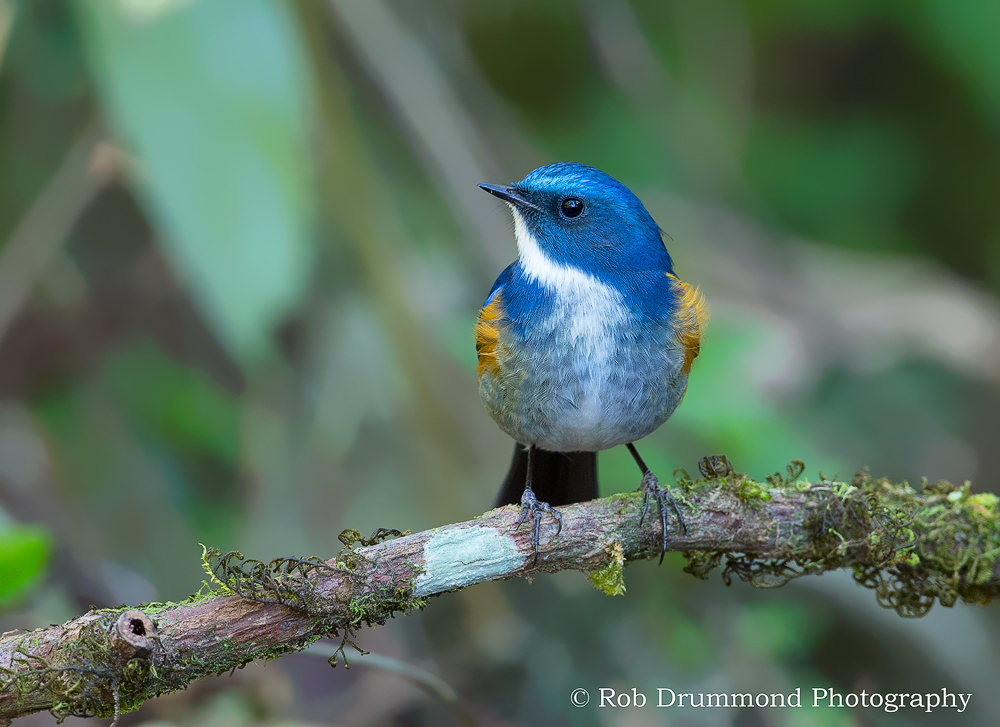 Himalayan Bluetail