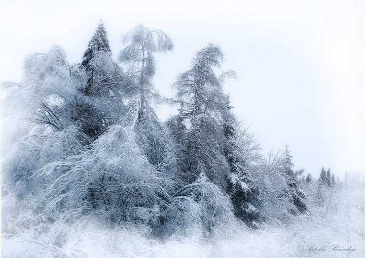 Winterscape