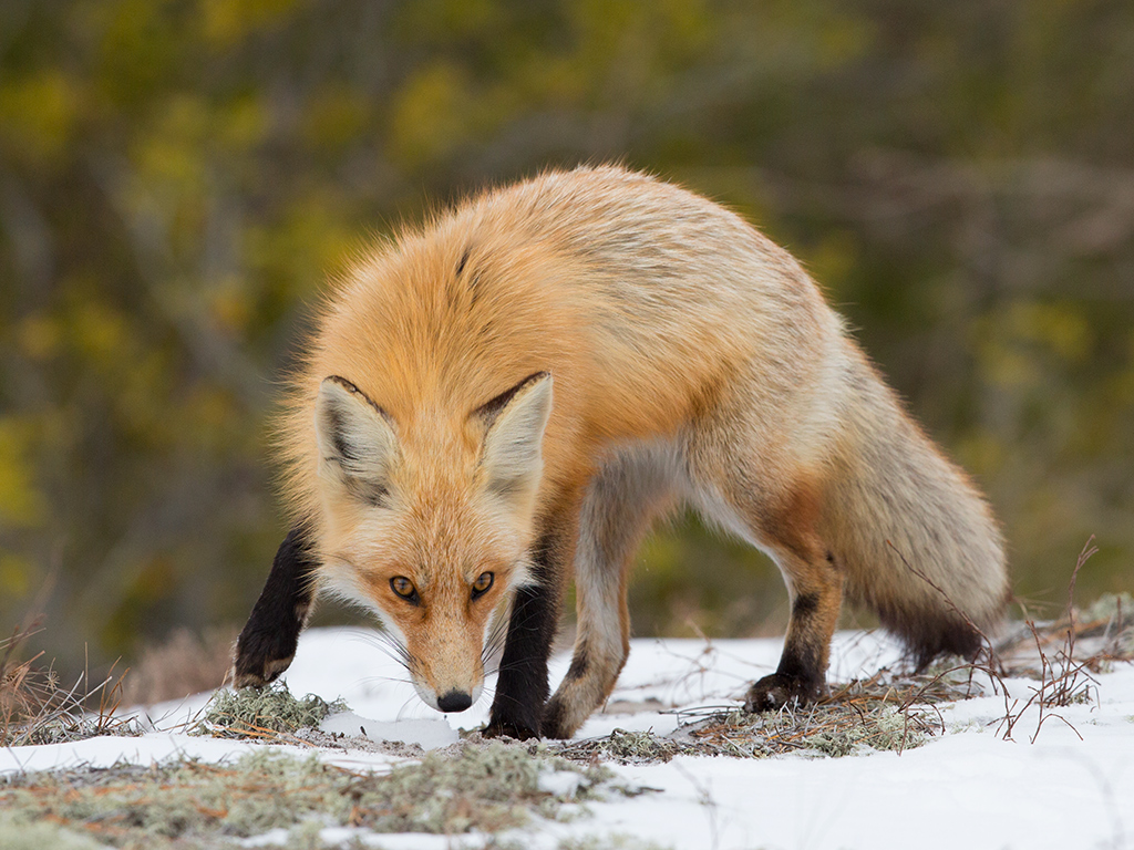 Red Fox Stance