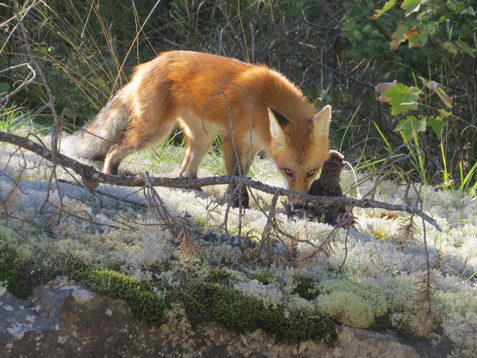 Dinner With a Fox
