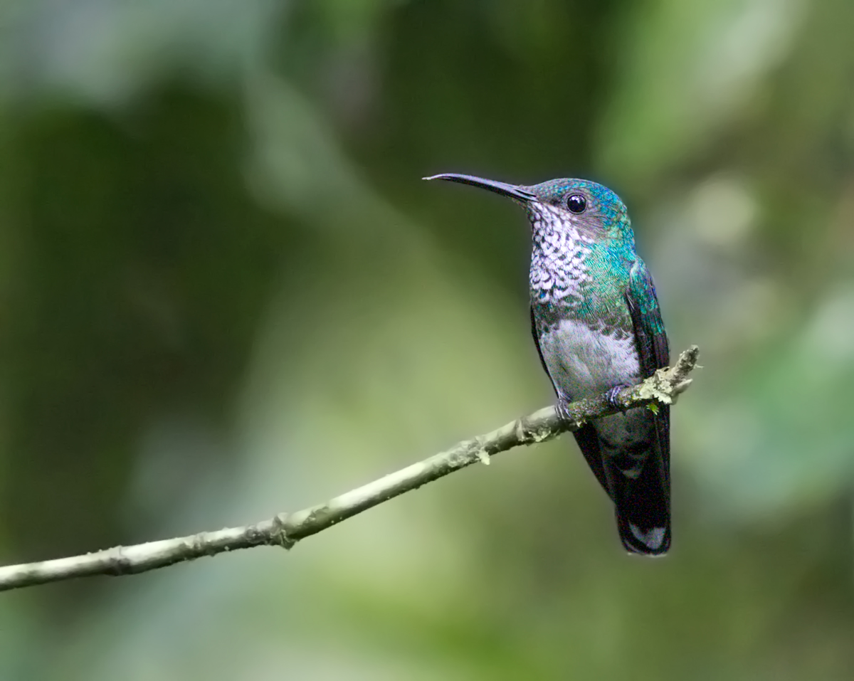 Green-crowned Woodnymph