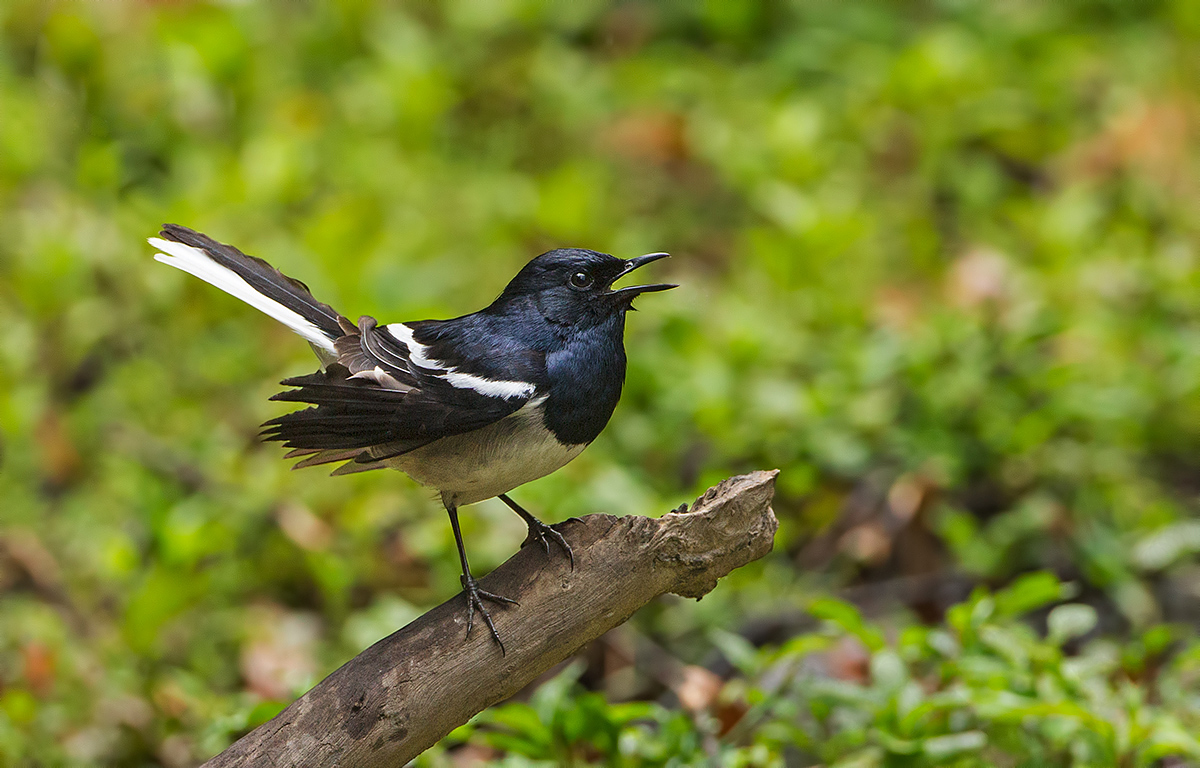 Oriental Magpie Robin