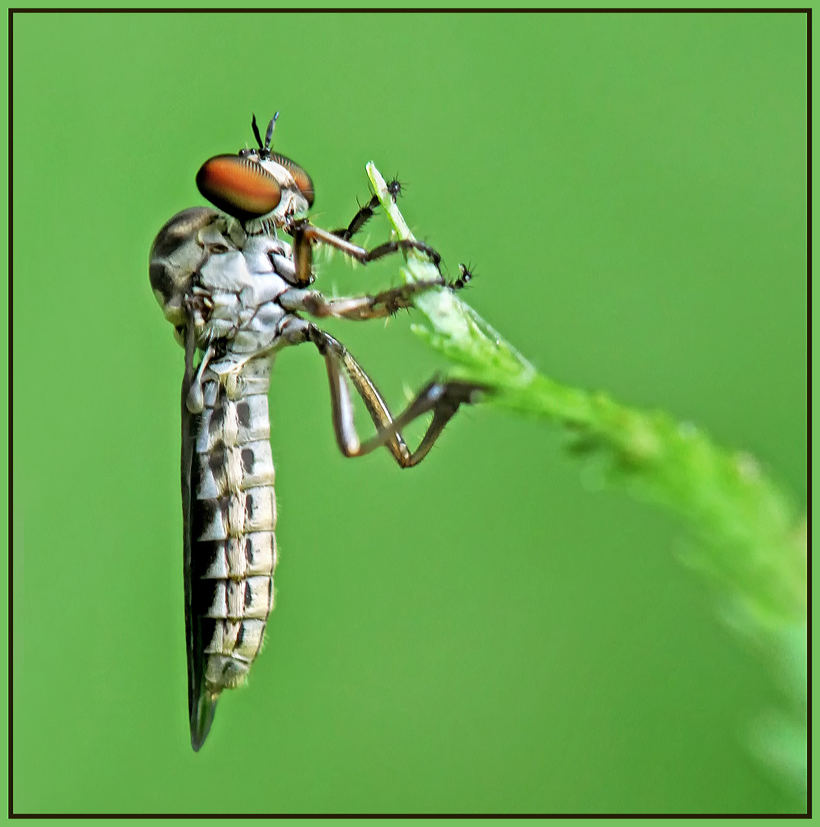 Fly on fern