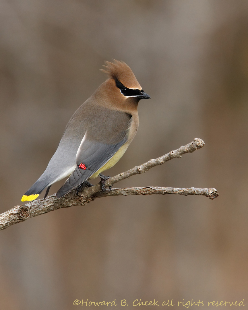 Windy Wendy Waxwing :)