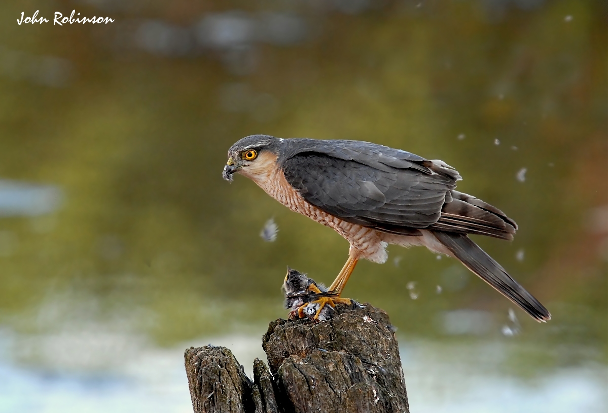 Sparrow Hawk & Prey