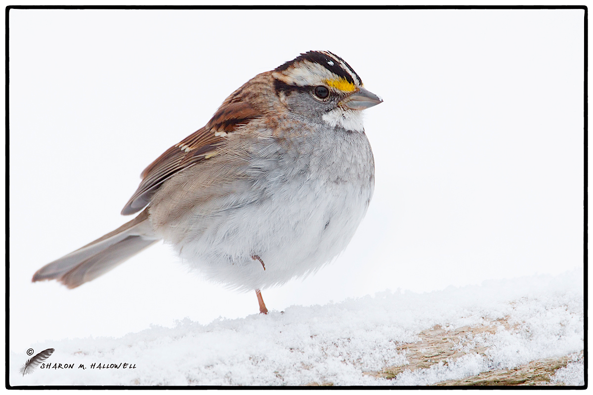 White-throated Sp