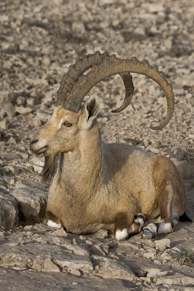 Ramon Ibex