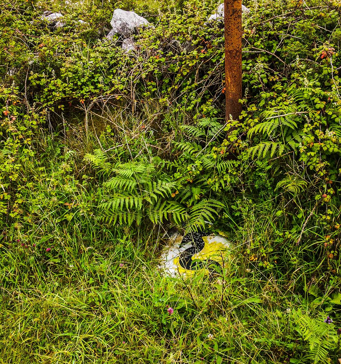 Snake in the grass