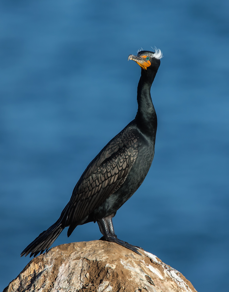 Double Cormorant