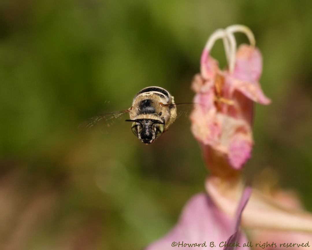 Megachilidae