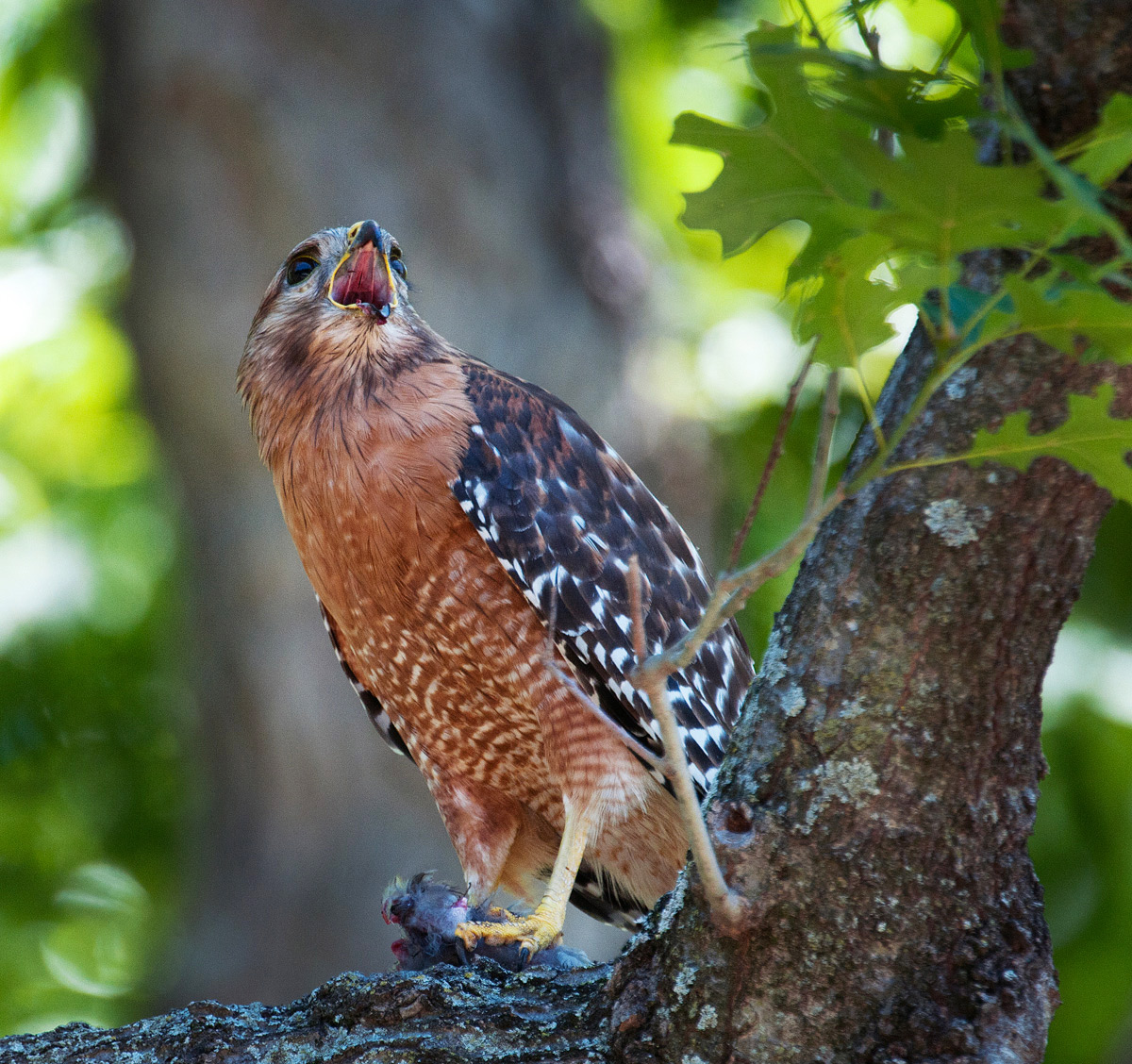 Call of the Wild/hawk w/ prey
