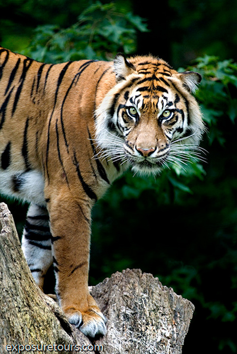Sumatran Tiger