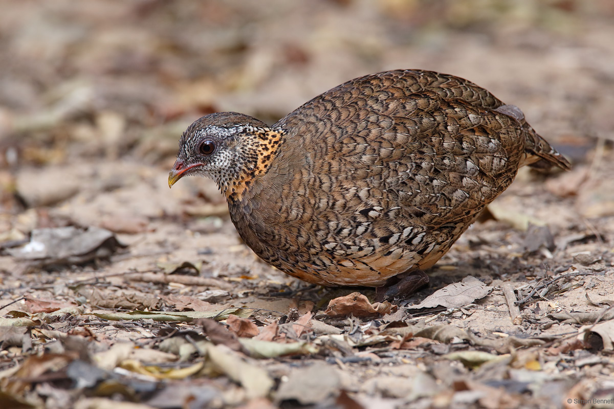 Green-legged Partridge